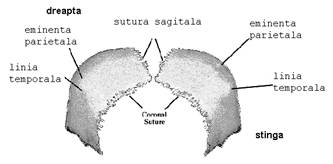 Craniul cerebral - osul frontal, etmoid, sfenoid, occipital, temporal