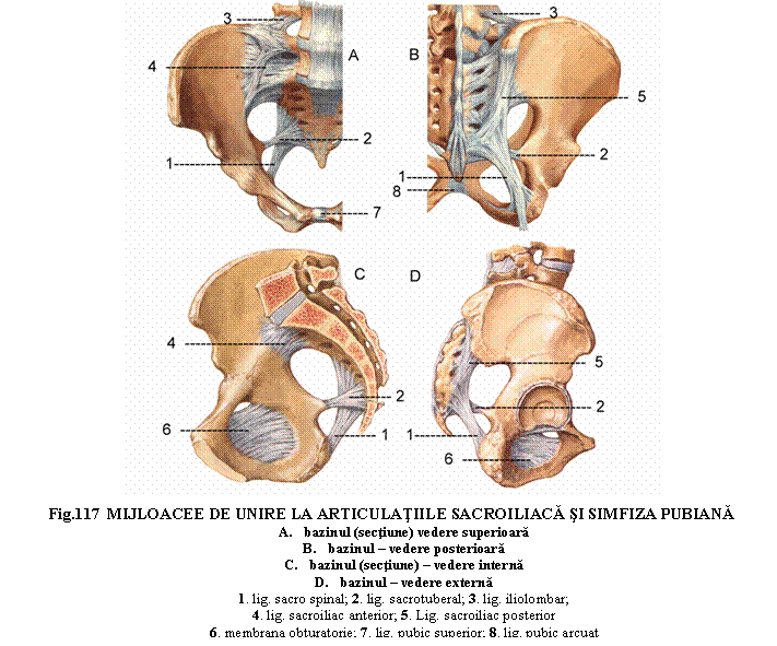 Articulații sacroiliace)