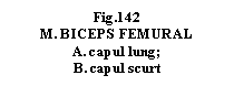 Text Box: .142 
M. BICEPS FEMURAL
A. capul lung;
B. capul scurt
