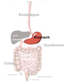 sistemul digestiv, stomac, intestine, ficat