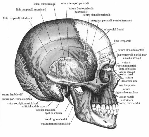 Oasele craniului
