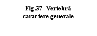 Text Box: .37  Vertebra
caractere generale
