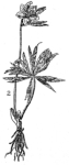 https://mybiosis.org/db/images_specimens/2500_prodan_1939/2500_helleborus_purpurascens_micro.jpg
