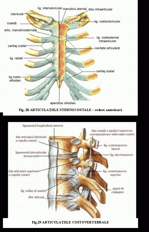 bursitis subacromialis