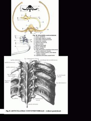 Articulatiile toracelui: costovertebrale, sternului, cutiei toracice : Sistemul osos