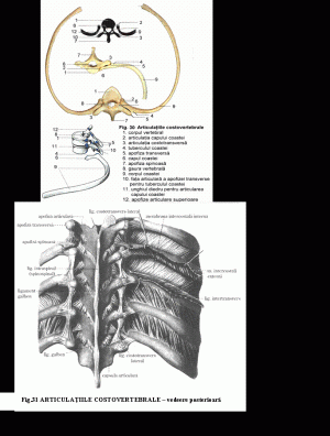 Toracele | Anatomie si fiziologie