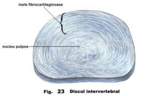 miscarile coloanei vertebrale)