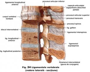 articulatiile vertebrelor adevarate)