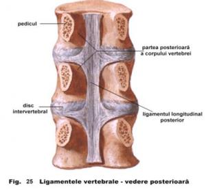 articulatiile vertebrelor)