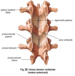 articulatiile vertebrelor adevarate