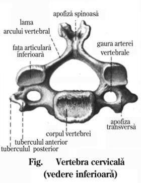 Articulatii colonei vertebrale si toracelui