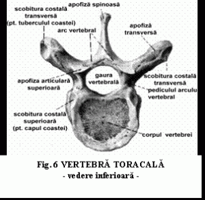 Vertebrele toracice: caracteristici, funcții, embriologie, anatomie