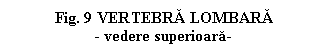 Text Box: . 9 VERTEBRA LOMBARA
- vedere superioara-

