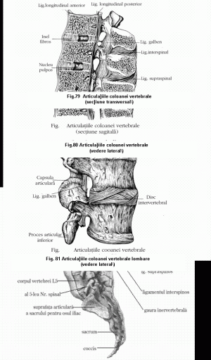 articulatia vertebrelor