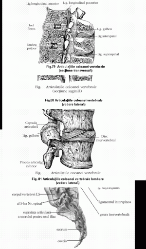 articulatiile vertebrelor