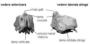 Craniul cerebral - osul frontal, etmoid, sfenoid, occipital, temporal