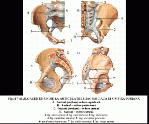 artroza tratamentului articulației genunchiului cu remedii homeopate