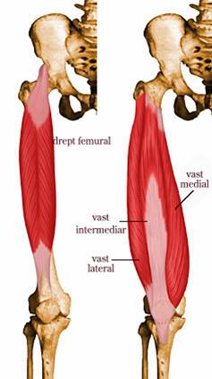 Mal și mușchi al coapsei)