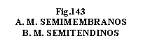 Text Box: .143 
A. M. SEMIMEMBRANOS
B. M. SEMITENDINOS
