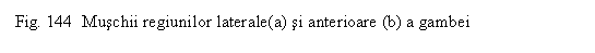 Text Box: . 144 Muschii regiunilor laterale(a) si anterioare (b) a gambei