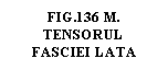 Text Box: .136 M.  TENSORUL FASCIEI LATA