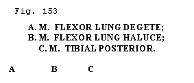 Text Box:  . 153  
A. M.  FLEXOR LUNG DEGETE;
B. M.  FLEXOR LUNG HALUCE;
C. M.  TIBIAL POSTERIOR.

A                B             C


