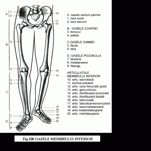articulații ale membrului inferior)