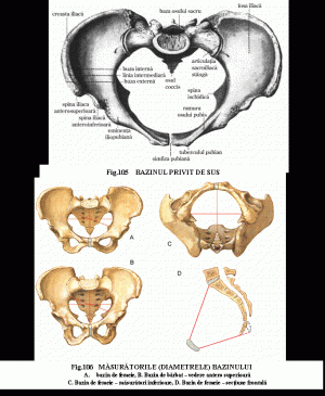 Oasele membrului inferior - osul coxal, pelvisul osos Membrul inferior