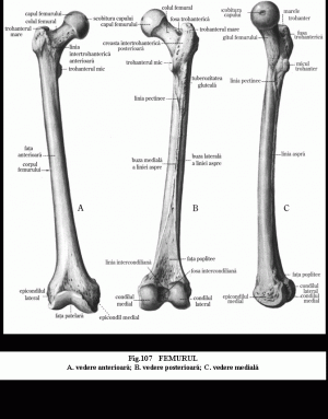 femurul piciorului)