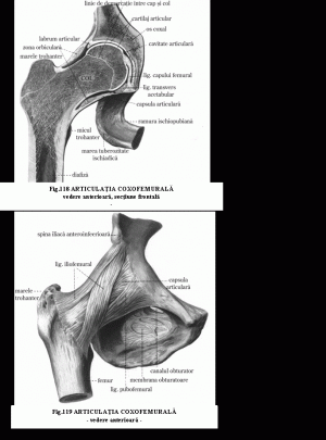 inflamația articulației șoldului artrita reumatoida la 20 de ani