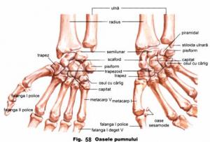 anatomia mainii tendoane)