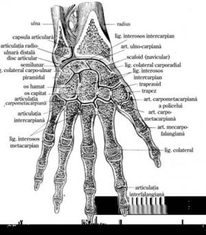 articulatiile mainii anatomie)