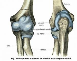 articulatii uniaxial