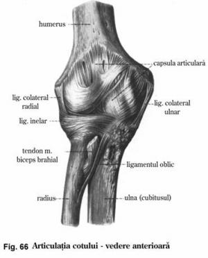 articulatia radio cubitala superioara)