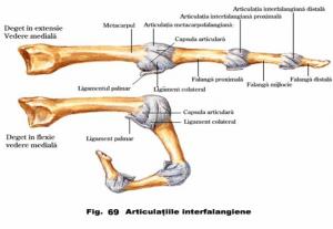 articulatia membrului superior