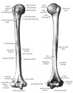 articulatiile bratului