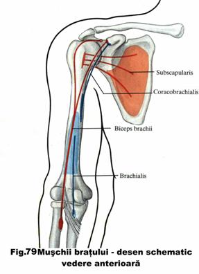 Nervii membrului superior: nervul axilar, radial, musculocutan, median