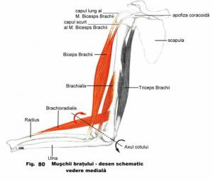 adductia bratului)