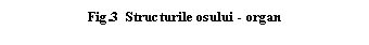 Text Box: .3 Structurile osului - organ