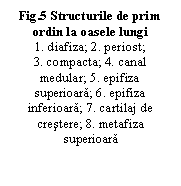 Text Box: .5 Structurile de prim ordin la oasele lungi
1. diafiza; 2. periost;
3. compacta; 4. canal medular; 5. epifiza superioara; 6. epifiza inferioara; 7. cartilaj de crestere; 8. metafiza superioara

