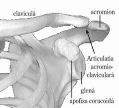 articulatia membrului superior