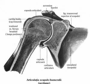 durere și greutate în articulația umărului bursita tendonului a simptomelor articulației umărului