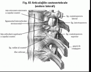 articulatie toracelui)