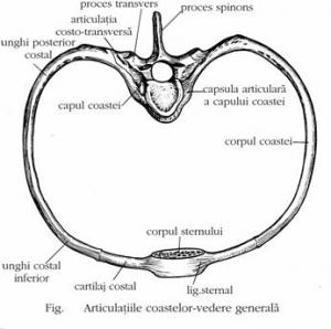 osteoartrita deformatoare stadiul 1