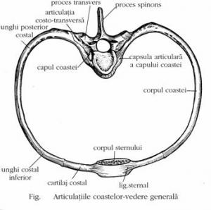 articulatii toracelui