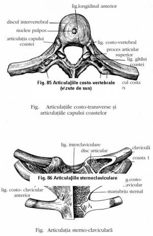 articulatiile sterno costale)