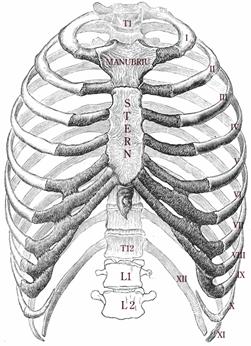 articulatia condro costala