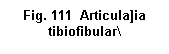 Text Box: . 111  Articula]ia
tibiofibular\
