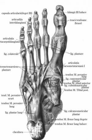 articulatiile membrelor