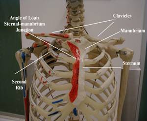 bony structures of the chest